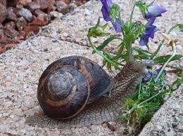 Schnecke